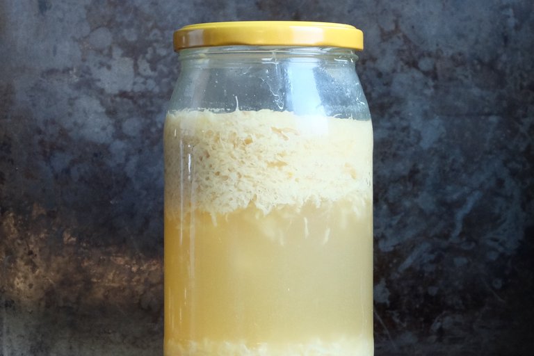 Ginger bug after five days