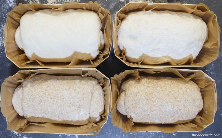 Shaped loaves in tins