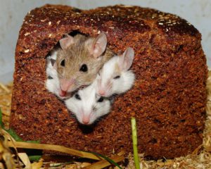 Mice in bread
